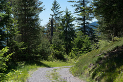 Wald-Wander-Weg im grossen Wald auf den Gesteinsmassen des Flimser Bergsturzes
