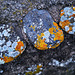 Lichens on pebbles on a wall, Penedos