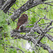 Day 5, Ferruginous Pygmy-Owl, King Ranch, Texas
