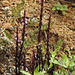 20191213-0997 Striga gesnerioides (Willd.) Vatke