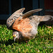 Common Bronzewing Pigeon