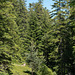 Wald-Wander-Weg im grossen Wald auf den Gesteinsmassen des Flimser Bergsturzes