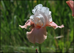 Iris Sugar Magnolia (2)