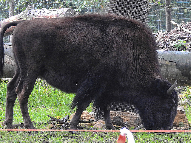 20170928 3105CPq [D~OS]  Waldbison (Bison bison athabascae), Zoo Osnabrück