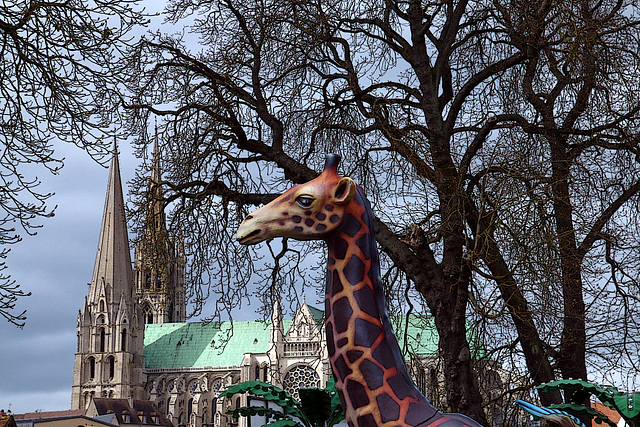 Incroyable , une girafe quasiment aussi haute que la cathédrale de Chartres