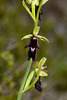 Ophrys insectifera - 2021-06-14_D4_DSC6063