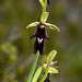 Ophrys insectifera - 2021-06-14_D4_DSC6063