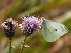 Cabbage White on Creeping Thistle
