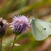 Cabbage White on Creeping Thistle