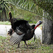 Day 5, Wild Turkey, King Ranch Visitor Centre