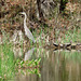 Great blue heron and turtles