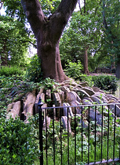 The Hardy tree, St Pancras Old Church.
