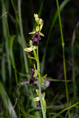 Ophrys insectifera - 2021-06-14_D4_DSC6076