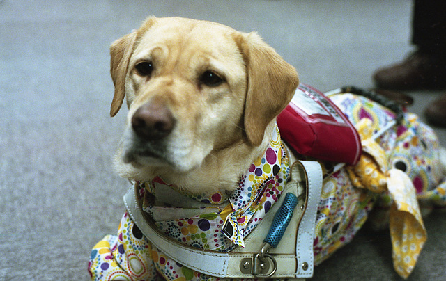 Guide dog in the raincoat
