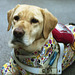 Guide dog in the raincoat