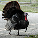 Day 5, Wild Turkey, King Ranch Visitor Centre, Texas
