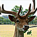Fallow deer at Burghley House