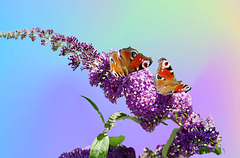 Rendezvous auf dem Schmetterlingsflieder