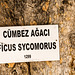 20141130 5809VRAw [CY] Maulbeerfeige (Ficus sycomorus) [Adamsfeige] [Eselsfeige] [Sykomore], Lala-Mustafa-Pasa-Moschee, Famagusta, Nordzypern