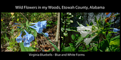 Virginia Bluebells - Blue and White Forms