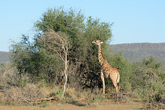 Namibia, Giraffe Has Breakfast with Delicious Leaves in the Erindi Nature Reserve.