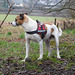 Jack Russell Terrier Rico DSCN0140
