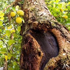 The jackfruit (Artocarpus heterophyllus), Royal Botanic Gardens of Peradeniya, Kandy