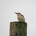 Day 6, Golden-fronted Woodpecker