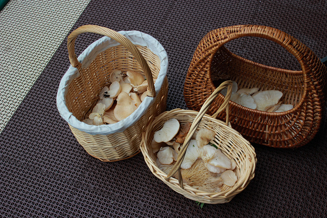 Oysters ( Pleurotus populinus)