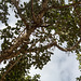 20141130 5810VRAw [CY] Maulbeerfeige (Ficus sycomorus) [Adamsfeige] [Eselsfeige] [Sykomore] von 1299, Lala-Mustafa-Pasa-Moschee, Famagusta, Nordzypern