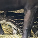 20170928 3114CPw [D~OS] Flachlandtapir (Tapirus terrestris), Zoo Osnabrück