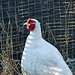 White Pheasant