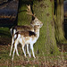 Deer at Attingham
