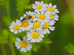 Black & Yellow Longhorn Beetle (Rutpela maculata)
