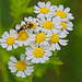 Black & Yellow Longhorn Beetle (Rutpela maculata)