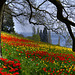 #01 Die Blumeninsel Mainau im Bodensee — Honorable mentions Panoramio - Geotagged Photo Contest Winners - April 2010 - Unsual Location