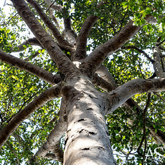 Dipterocarpus zeylanicus (Sri Lanka only), Royal Botanic Gardens of Peradeniya, Kandy
