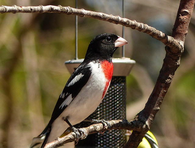 Day 2, Rose-breasted Grosbeak, Rondeau PP Visitor's Centre