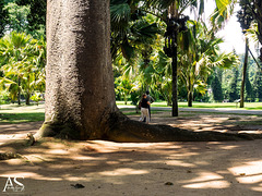 Sclerocarya birrea, commonly known as the marula (Elefantenbaum), Royal Botanic Gardens of Peradeniya, Kandy