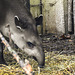 20170928 3116CPw [D~OS] Flachlandtapir (Tapirus terrestris), Zoo Osnabrück