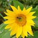 Schwebfliege auf kleiner Sonnenblume