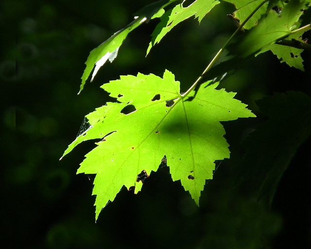 feuille d'érable / maple leaf