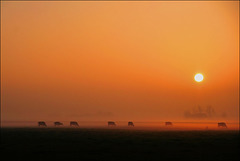 Koeien bij zonsondergang