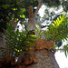 Australian Kauri pine, Royal Botanic Gardens of Peradeniya, Kandy