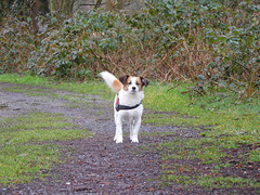 Jack Russell Terrier Clifford DSCN0134