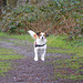 Jack Russell Terrier Clifford DSCN0134