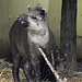 20170928 3117CPw [D~OS] Flachlandtapir (Tapirus terrestris), Zoo Osnabrück