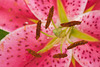 Asiatic lily close-up