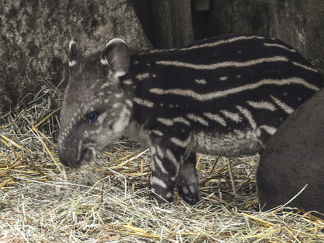 20170928 3119CPw [D~OS] Flachlandtapir (Tapirus terrestris), Zoo Osnabrück