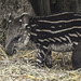 20170928 3119CPw [D~OS] Flachlandtapir (Tapirus terrestris), Zoo Osnabrück